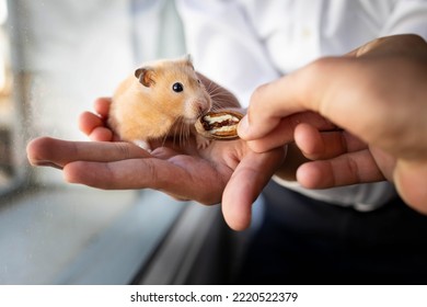 A Hamster Eats Pecans Nuts