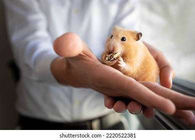 A Hamster Eats Pecans Nuts