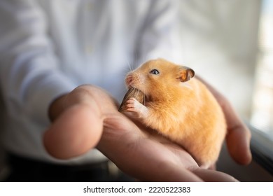 A Hamster Eats Pecans Nuts