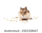 Hamster food, rodent eats, isolated on white, domestic rodent 