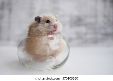 145 Hamster jar Images, Stock Photos & Vectors | Shutterstock