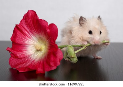 THE HAMSTER GNAWS THE FLOWER
