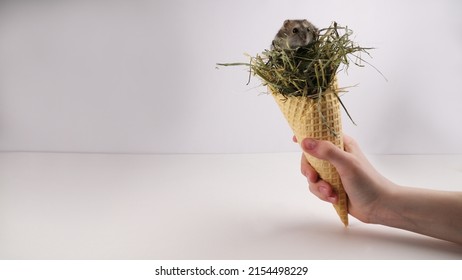 Hamster In The Hay In A Sugar Tube.