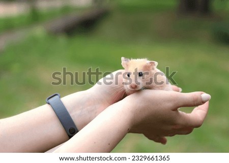 Similar – Image, Stock Photo Lap Rat Feminine Child