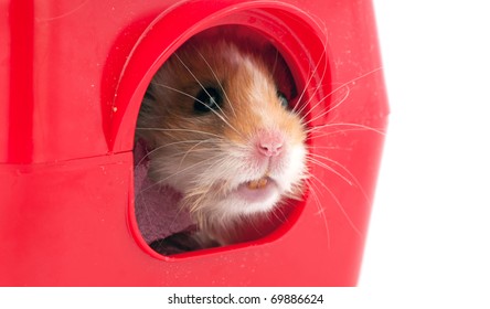 hamster  inside a red plastic pets house close-up isolated on white