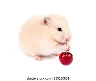Hamster isolated