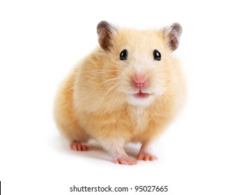 Hamster isolated