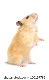 Hamster isolated on white background