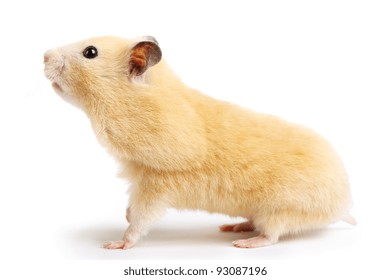 Hamster isolated on white background