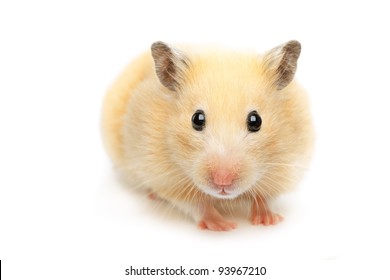 Hamster isolated on white background