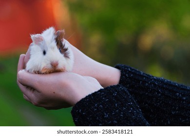 Hamster looking and observing in close-up in a person's hands