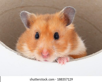 A Hamster Looks Out Of A Tube