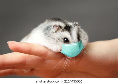 Hamster In A Medical Mask. Protective Antiviral Mask On The Domestic Humster Muzzle. Pets COVID-19 Virus Concept.