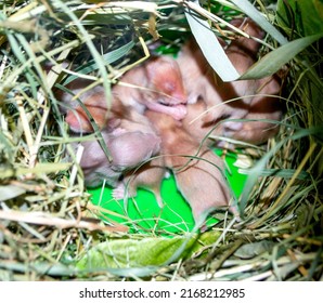 Hamster nest close-up. Many small hamsters in grass nest. Newborn hamsters. Little rodents. Pets. Syrian hamsters. Very small blind hamsters. Reproduction and breeding of domestic animals. Rodent cubs