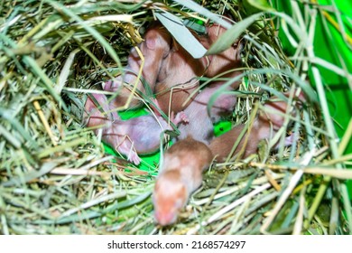 Hamster nest close-up. Many small hamsters in grass nest. Newborn hamsters. Little rodents. Pets. Syrian hamsters. Very small blind hamsters. Reproduction and breeding of domestic animals. Rodent cubs