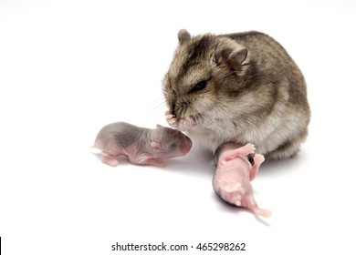 Hamster Baby High Res Stock Images Shutterstock