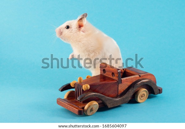 Hamster on blue\
background. Hantavirus. New chinese virus. The virus is carried by\
rodents. Wooden car 
