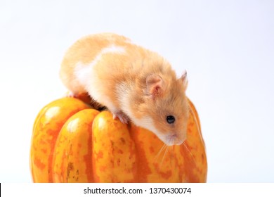 hamster on a pumpkin on a white background
