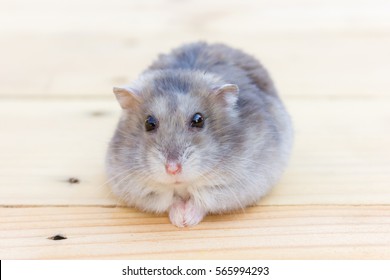 Hamster on the table.