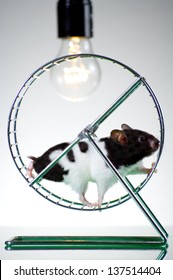 Hamster On The Wheel