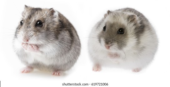Hamster Russe Images Photos Et Images Vectorielles De Stock Shutterstock