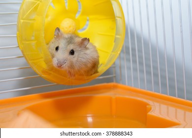 Hamster Playing Toy In The House  Happily