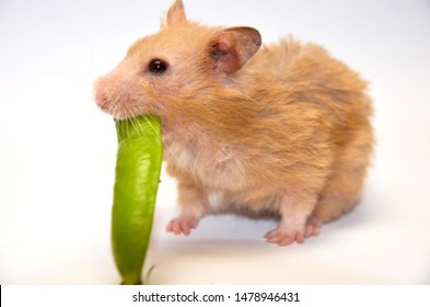 A Hamster With A Pod In The Teeth Selective Focus White Background