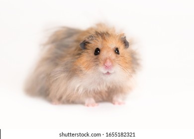 Hamster portrait on a white background (focus on nose)