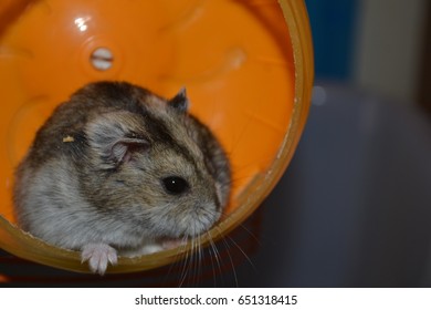 Hamster Ran In The Wheel