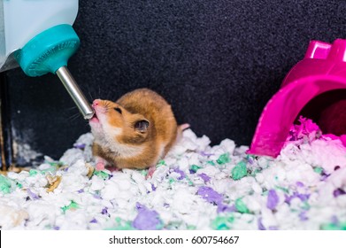 hamster with water bottle