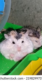 Hamster Roborovski Dwarf Duduk Membulat