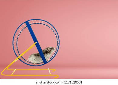Hamster running in circle on wooden table