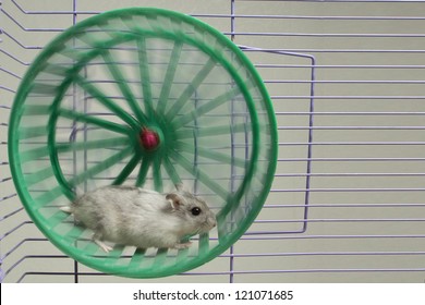 hamster running in the wheel