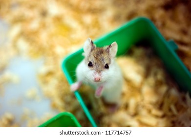 hamster sitting in a wooden house