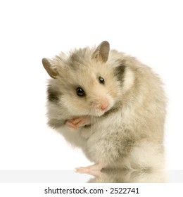 Hamster standing up in front of a white background