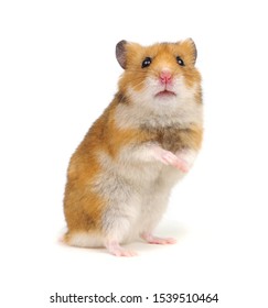 Hamster auf seinen Hinterbeinen einzeln auf weißem Hintergrund