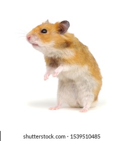 Hamster standing on its hind legs isolated on white background