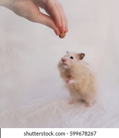 Hamster Stands On Its Hind Legs. Hamster Eating Nuts. Hamster Eats With The Hands. Fluffy Syrian Hamster On A Background Of Crumpled White Paper.