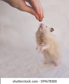 Hamster Stands On Its Hind Legs. Hamster Eating Nuts. Hamster Eats With The Hands. Fluffy Syrian Hamster On A Background Of Crumpled White Paper.