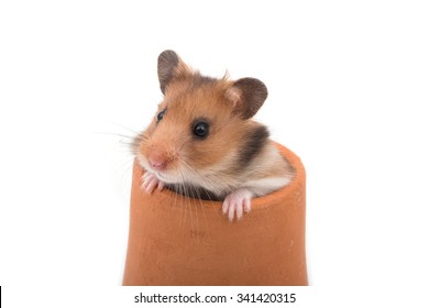 Hamster (Syrian Hamster) in clay pot on white background