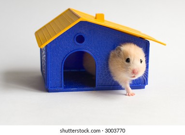 Hamster In The Toy House