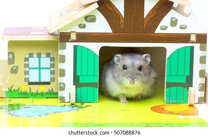 Hamster In The Toy House. MIni Farm