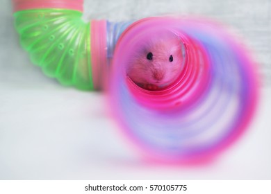 The Hamster In The Tube.