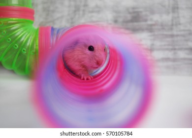 The Hamster In The Tube.