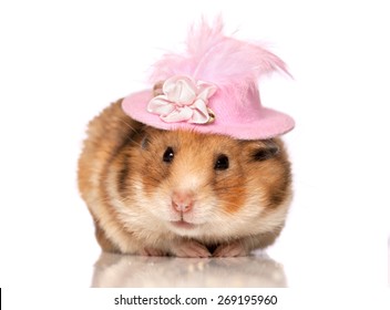 Funny+hamster: Imágenes, fotos de stock y vectores | Shutterstock