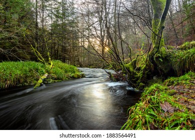 Hamsterley Forest County Durham UK