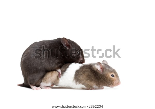 Hamsters Gone Wild Black Bear Teddy Stock Photo Edit Now 2862234