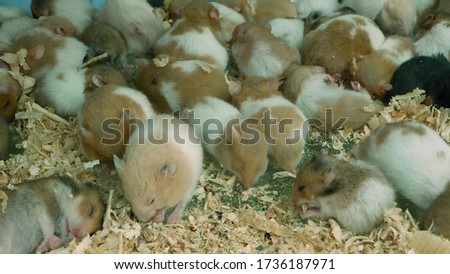 Hamsters in overcrowded cage on pet market. From above many captive hamsters eating wooden shavings and sleeping on floor of overcrowded cage on Chatuchak Market in Bangkok, Thailand.