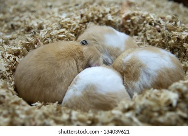 Hamsters sleep