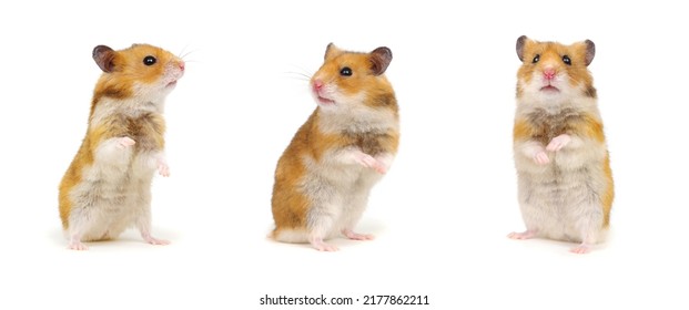 Hamsters standing on its hind legs isolated on white background, set, colection